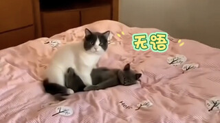 Cat: I'm utterly speechless—how could there be someone like this?