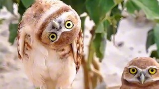 Mysterious and cute