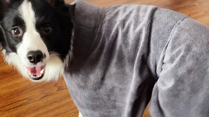 Anjing yang disiplin akan mandi dengan sendirinya...