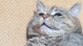 毛肚皮探险队的惊险日常