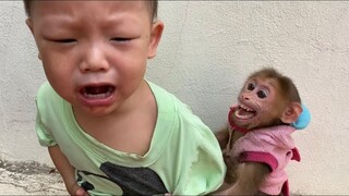 Monkey Baby Tom| Monkey Tom teases the baby to cry and take his food