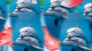 Bán bẫy cá mạnh