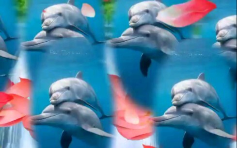 Bán bẫy cá mạnh