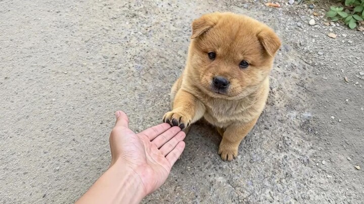 Vốn dĩ mình rất thích mấy con chó cỏ nhỏ mà~~