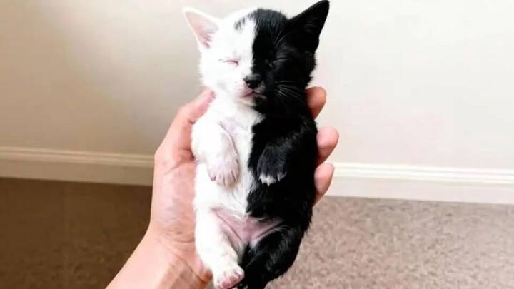 Could everyone please help come up with a name for this little cat?