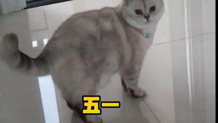 Good news: the cat’s not missing; bad news: the owner has lost all face.