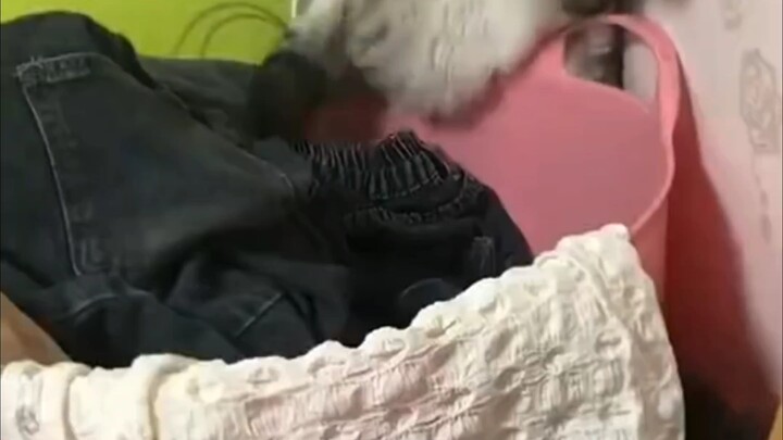Cô gái đăng loạt ảnh ghi lại hành trình nuôi mèo suốt một năm: từ “bé mũi cụt” thành “nửa treo lớn” 