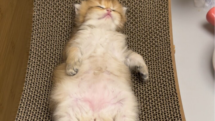 Forcibly turning on the little kitten!