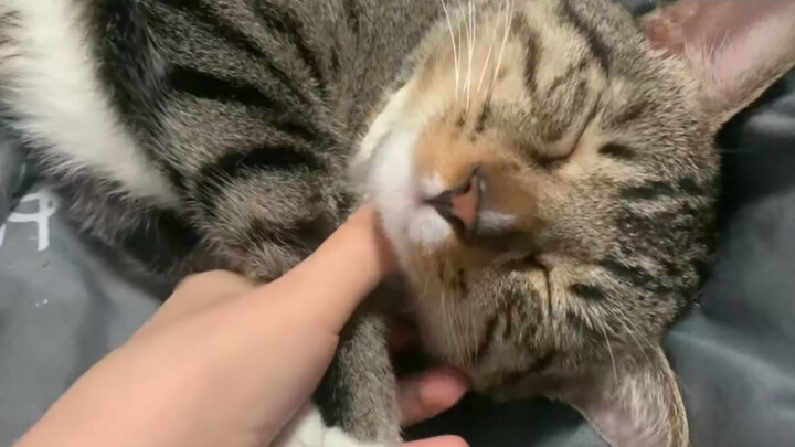 Cute Kitten | Would You Like To Touch It