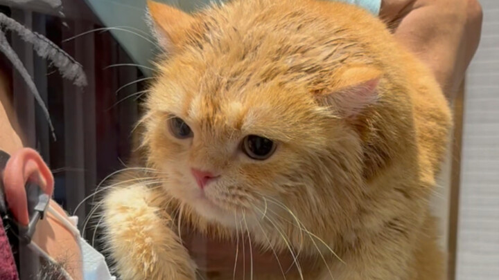 How can there be such a well-behaved kitten taking a bath?! Oh my god!!!