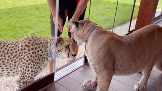 Messi si puma mencoba menjilati bulu cheetah untuk pertama kalinya!