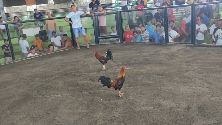 Lemon Claret 1st win