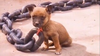 Sebagai seekor anjing, hal terpenting adalah bahagia!