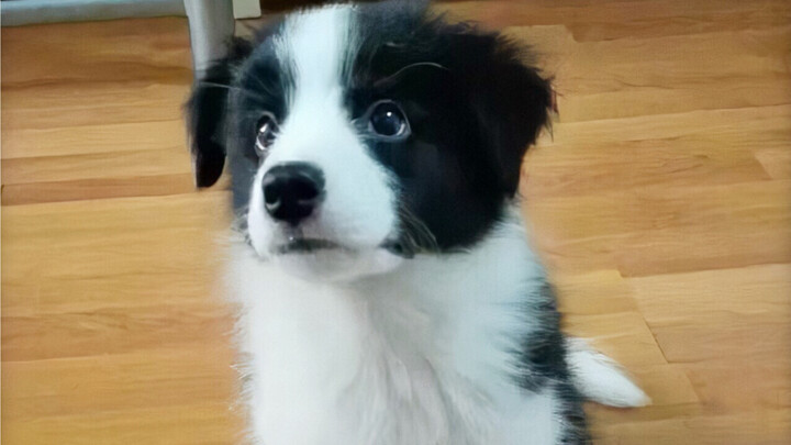 【Chó Border Collie Tiểu Thất】Bật mí video phiên bản quý hiếm thời kỳ cún con | Năm thứ năm bên cạnh 