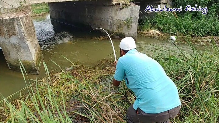 incredible Red bellied Fish Catching_Big Piranha Fish Catching_rupchand Fish _pi