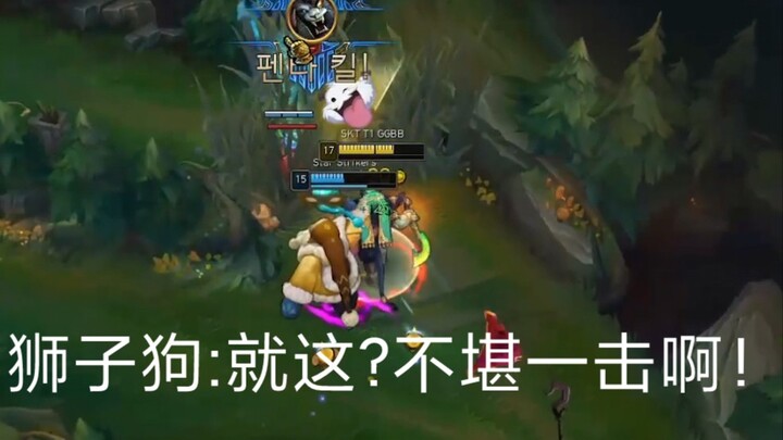 Anjing Shih Tzu: Cuma segini aja? Gampang banget dikalahkan!