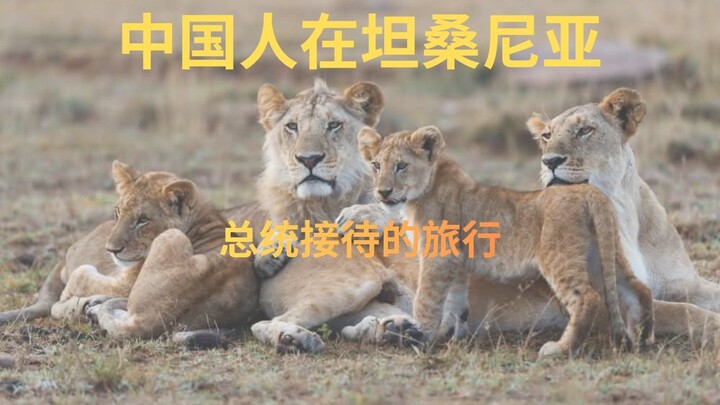 中国旅行者在坦桑尼亚被总统接待！探索塞伦盖蒂与桑给巴尔