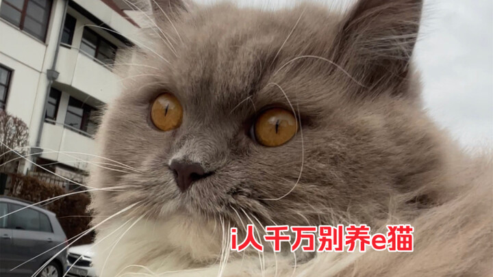 Thanks to my cat, I’ve become famous in the village.