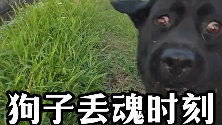 The dog lost its soul—its spirit was scared right out of it!