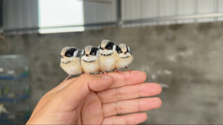 We're truly amazing—raising such tiny birds together!