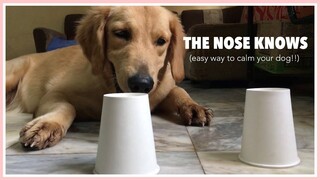 MAGIC CUP CHALLENGE | Brain Game for Dogs