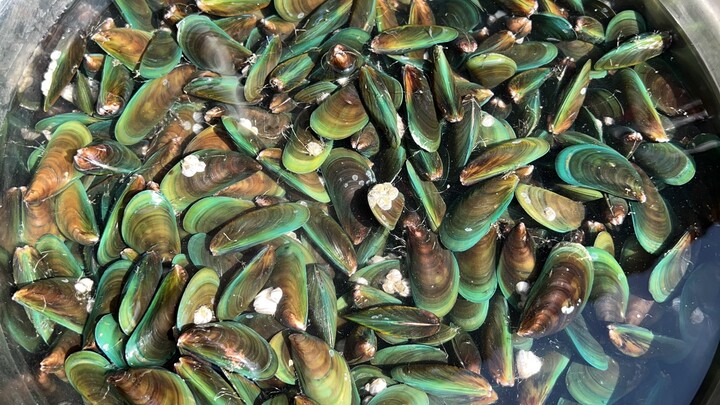 Hari ini pergi ke pantai untuk mengumpulkan kerang hijau.