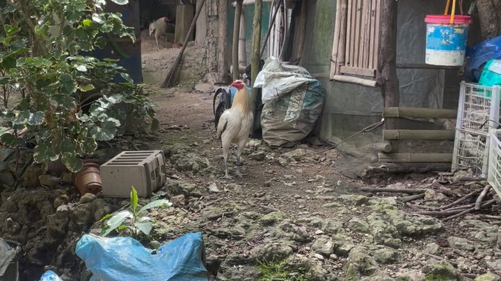 Khatch (own blend) Son 1 - Win 1st fight