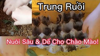 Trung Ruồi. Nuôi Sâu Và Dế Mèn ll Trung Ruồi Tv 2012