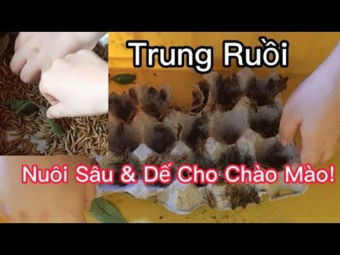 Trung Ruồi. Nuôi Sâu Và Dế Mèn ll Trung Ruồi Tv 2012