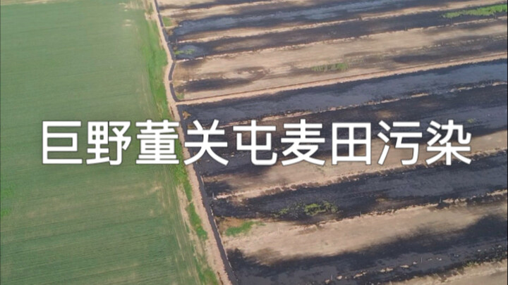 ไร่นาข้าวสาลีในตงกวนทุน เมืองจวี้เย่ ถูกมลพิษ ผืนดินถูกน้ำเสียท่วมขังมาหลายปี แมลงวันคละคลุ้ง เหม็นร