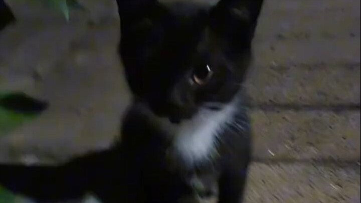 “Humans build concrete and steel structures, then assume all other animals are just wanderers.”