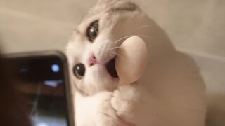 Jangan bilang terlalu imut tantangan! Imut sampai jantung berdebar-debar