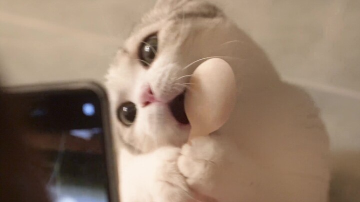 Đừng nói là quá đáng yêu nữa! Đáng yêu đến mức tim đập thình thịch