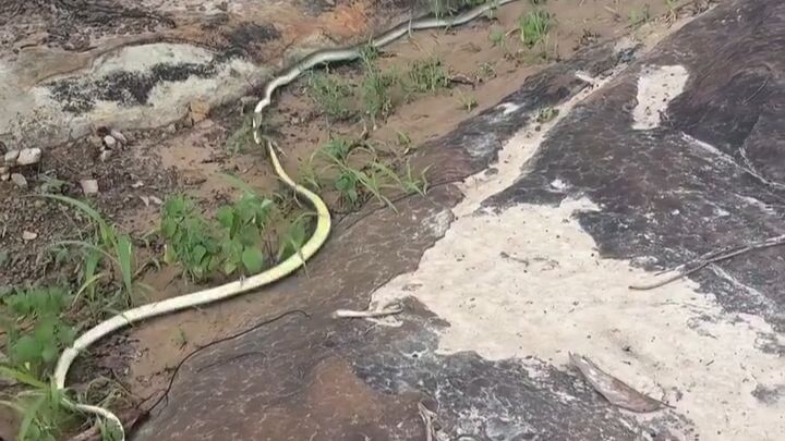 This isn’t a special effect; it’s the real thing—two snakes are actually fighting.