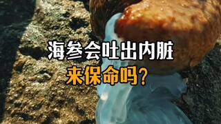 Do sea cucumbers really eject their internal organs to save their lives?
