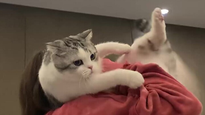 Si Kucing Kecil Naik Pesawat Mencari Ibunya