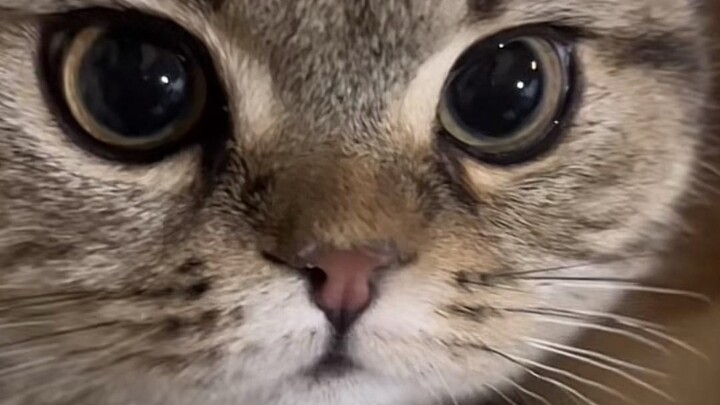 Mengapa manusia memelihara kucing?