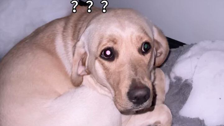 กลางดึกเรียกหมาตื่นมาให้กินข้าว