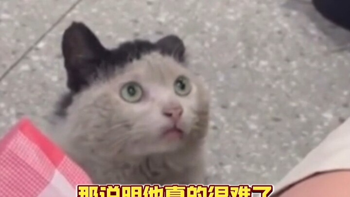 If only there were millions of grand mansions to shelter all the cats in the world and bring them jo