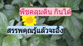 ต้นกระดุมทองอย่าถอนทิ้งช่วยป้องกันมะเร็ง เบาหวาน โรคหัวใจ บำรุงตับฯลฯ/โดยฮอยไทยอีสาน
