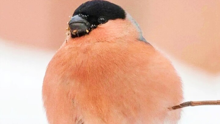 “Fei Chou, you're my god!”