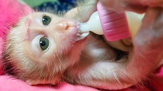 The Happy Boy!! Tiny adorable Luca joyful drinking milk before going to bed