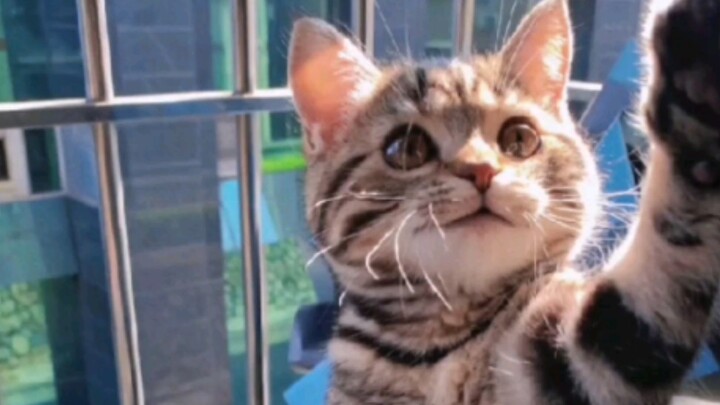 “That little milk cat is just too cute!”