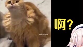 โลลิต้าสาวญี่ปุ่นสับสนหลังชม "Cat: Help Me I'm Stuck Again"