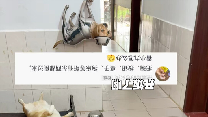 Dog: What’s going on? Why are they all upside down?