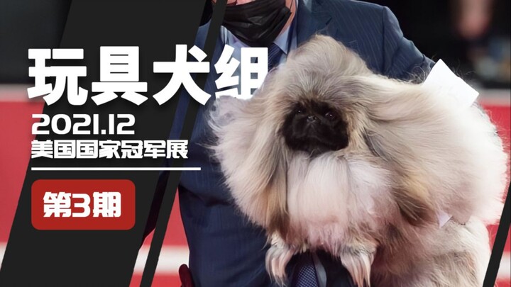 [Commentary] The Cheat-Eating, Cheat-Drinking Toy Dog Team – 2021 U.S. National Championship Dog Sho