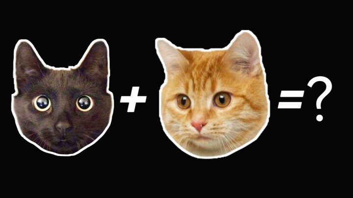黑猫+橘猫=？？？