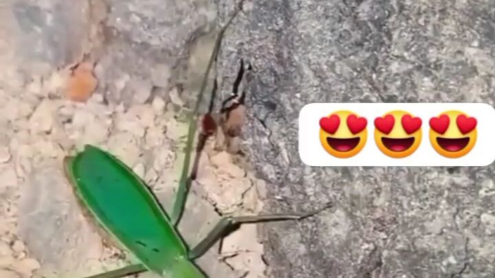 hummingbird vs mantis