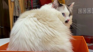 Wo Long and Feng Chu, Ignored by the Cat