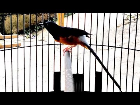 Murai Batu Dambaan Pecinta Burung